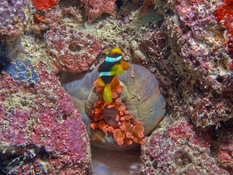 Clown Fish, House Reef